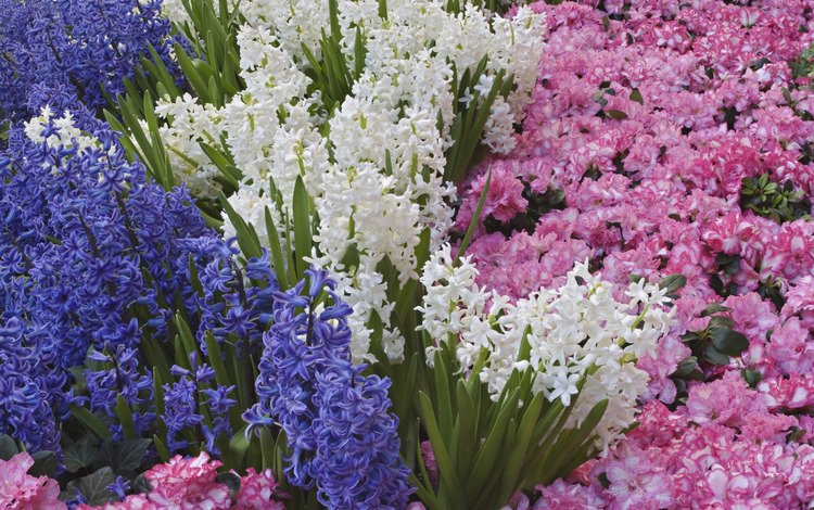 цветы, весна, гиацинты, flowers, spring, hyacinths