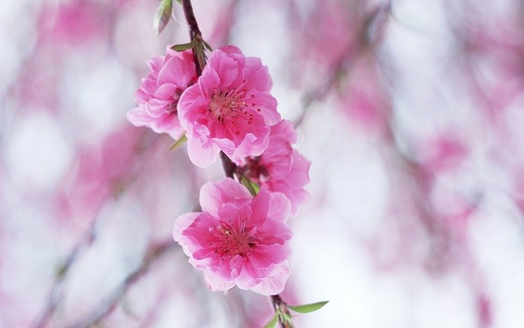 цветы, ветка, цветение, лепестки, размытость, розовые, сакура, flowers, branch, flowering, petals, blur, pink, sakura