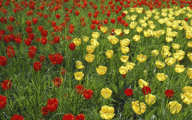 тюльпан, трава, природа, цветение, лепестки, сад, луг, весна, тюльпаны, tulip, grass, nature, flowering, petals, garden, meadow, spring, tulips