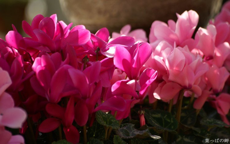 цветы, розовые, цикламены, цикламен, flowers, pink, cyclamen