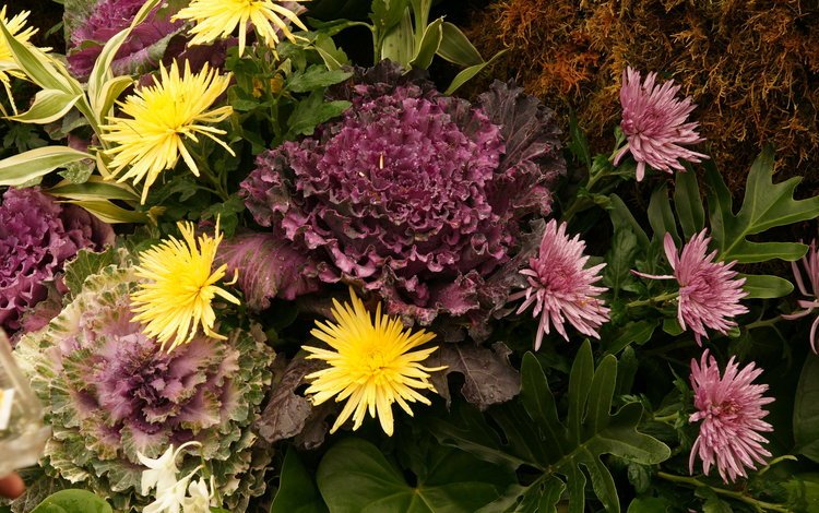 цветы, букет, хризантемы, flowers, bouquet, chrysanthemum