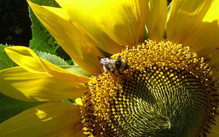 солнце, лето, подсолнух, шмель, the sun, summer, sunflower, bumblebee