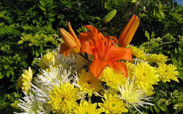 букет, хризантема, bouquet, chrysanthemum
