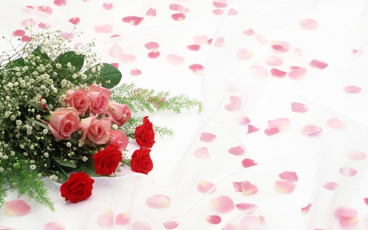 розы, лепестки, букет, roses, petals, bouquet