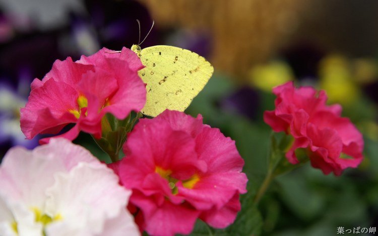 цветы, насекомое, лепестки, бабочка, крылья, flowers, insect, petals, butterfly, wings