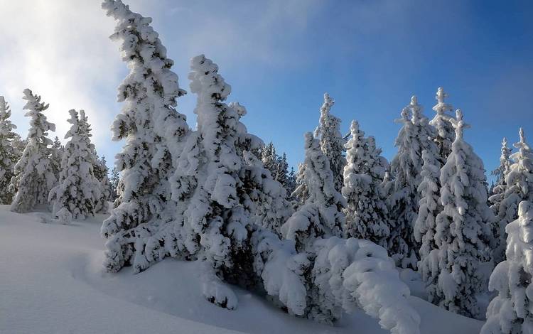 снег, лес, зима, мороз, ель, снежный, сугроб, snow, forest, winter, frost, spruce, the snow