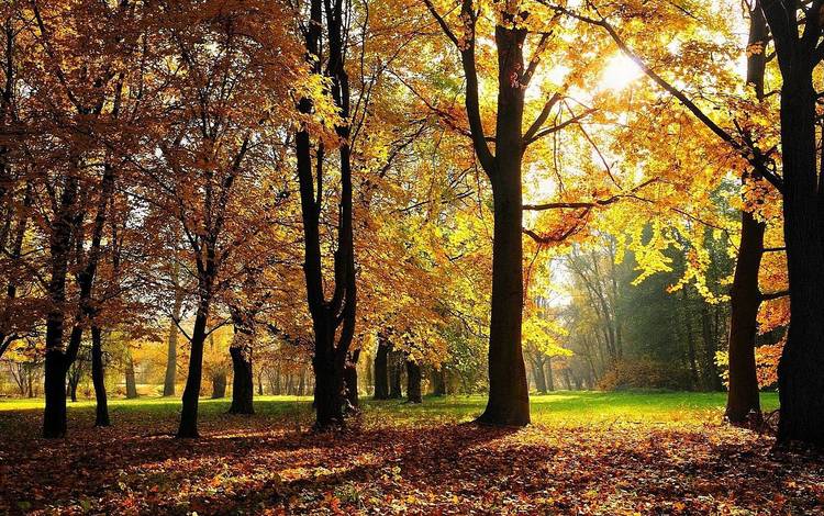деревья, солнце, лес, листва, осень, trees, the sun, forest, foliage, autumn