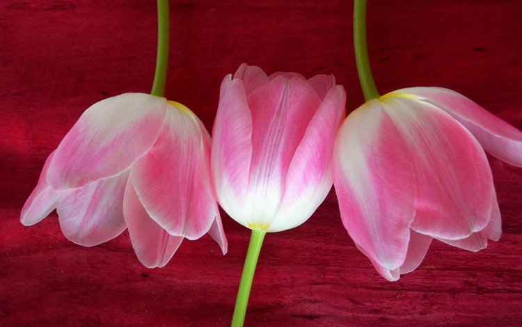 цветы, тюльпаны, розовые, flowers, tulips, pink