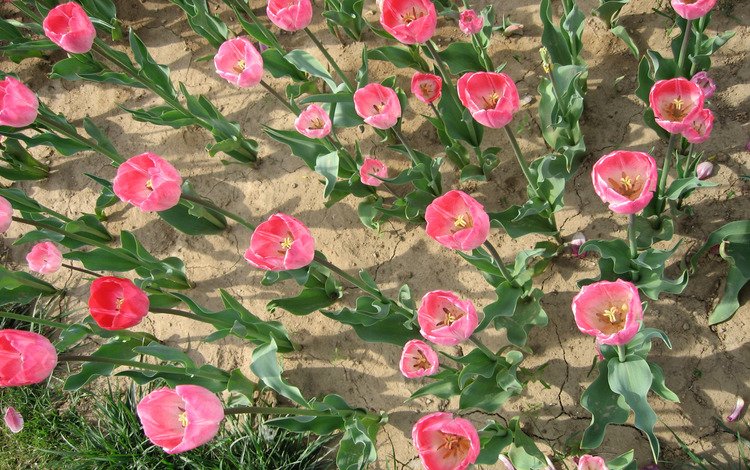 цветы, тюльпаны, flowers, tulips