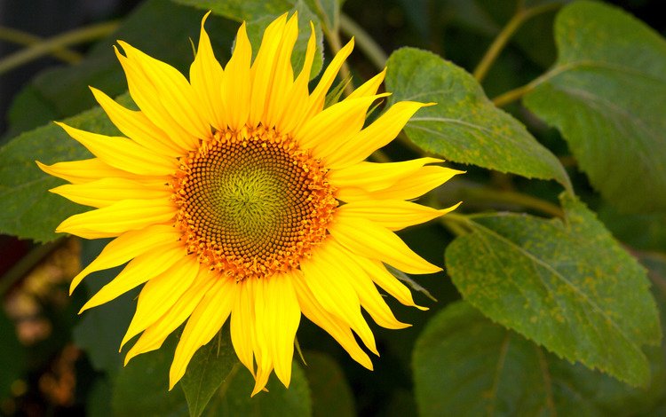 желтый, цветок, подсолнух, yellow, flower, sunflower
