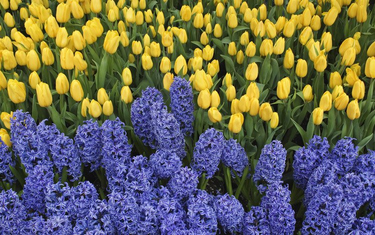 цветы, зелень, весна, тюльпаны, клумба, гиацинты, flowers, greens, spring, tulips, flowerbed, hyacinths