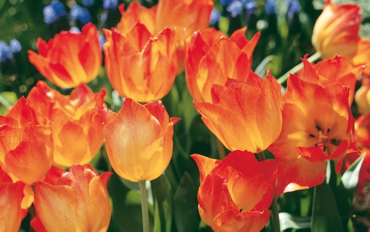 цветы, весна, тюльпаны, крупный план, клумба, flowers, spring, tulips, close-up, flowerbed