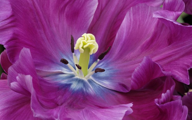цветок, лепестки, тюльпан, фиолетовые, крупным планом, flower, petals, tulip, purple, closeup