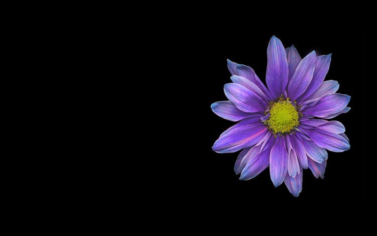 цветок, темный фон, хризантема, flower, the dark background, chrysanthemum