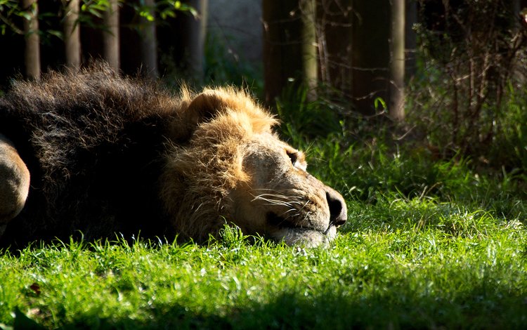 трава, кошка, лежит, отдыхает, лев, зверь, грива, львёнок, grass, cat, lies, resting, leo, beast, mane, lion