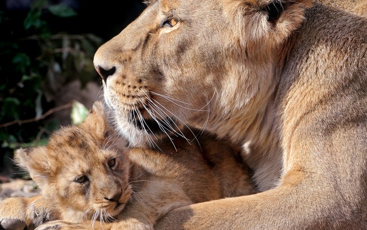 львы, забота, хищники, львица, львёнок, детеныш, lions, care, predators, lioness, lion, cub