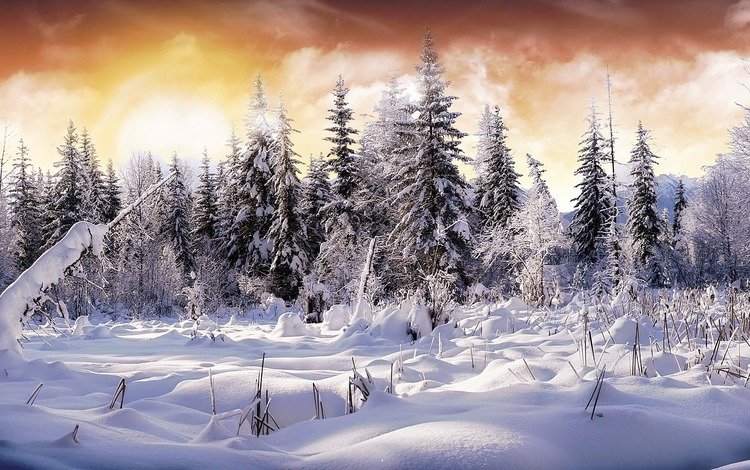снег, лес, зима, ели, snow, forest, winter, ate