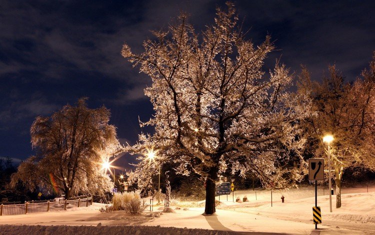 ночь, деревья, фонари, зима, парк, иней, знаки, night, trees, lights, winter, park, frost, signs