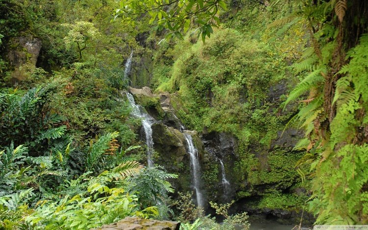 зелень, лес, водопад, greens, forest, waterfall