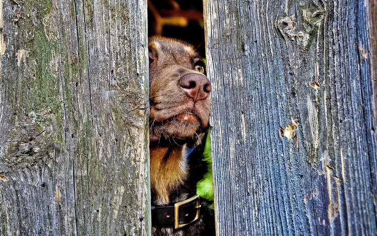 забор, собака, ошейник, пес, нос, the fence, dog, collar, nose