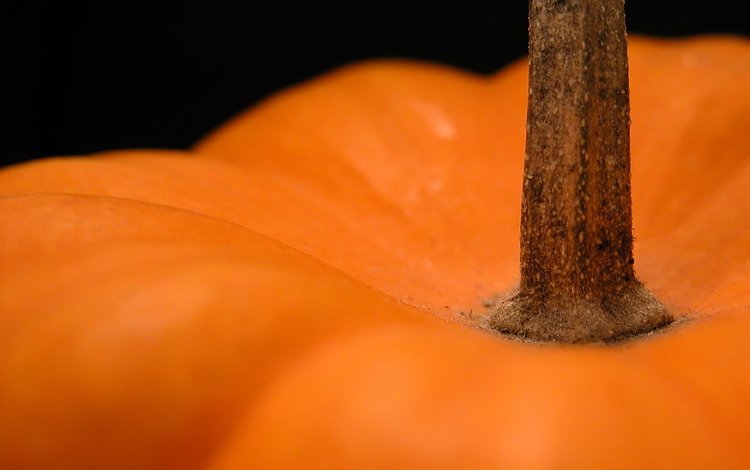 оранжевый, плод, тыква, ножка, orange, the fruit, pumpkin, leg
