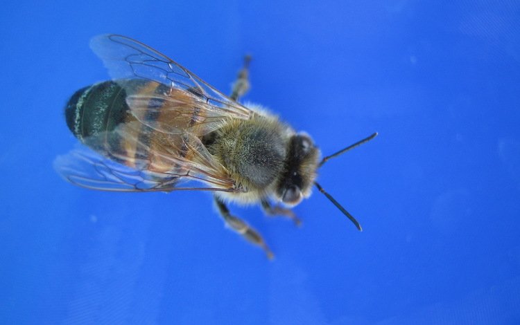 пчела, bee