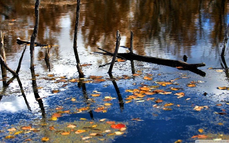 река, природа, лес, листья, отражение, ветки, осень, river, nature, forest, leaves, reflection, branches, autumn