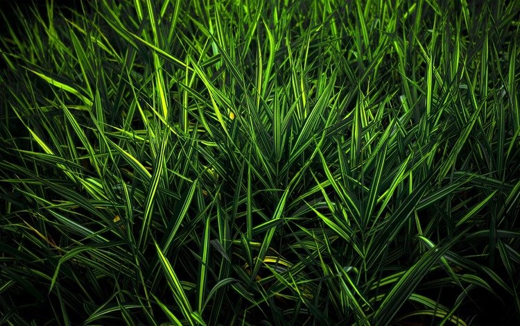 трава, зелень, цвет, grass, greens, color