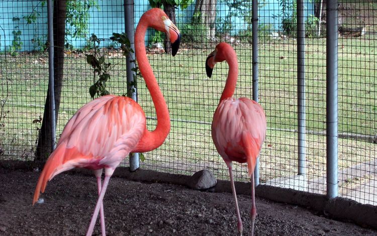 фламинго, flamingo