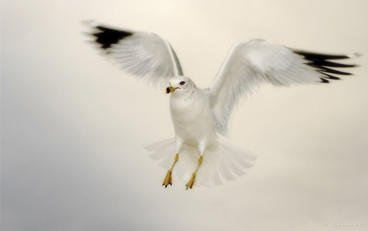полет, альбатрос, flight, albatross
