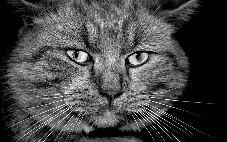 кот, мордочка, усы, кошка, взгляд, чёрно-белое, cat, muzzle, mustache, look, black and white