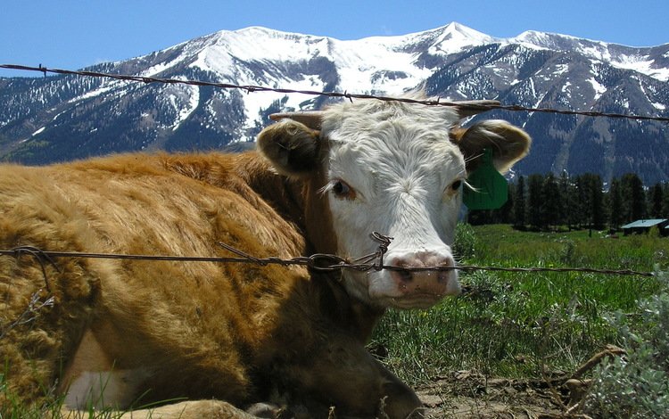 трава, горы, проволока, ограждение, корова, grass, mountains, wire, the fence, cow