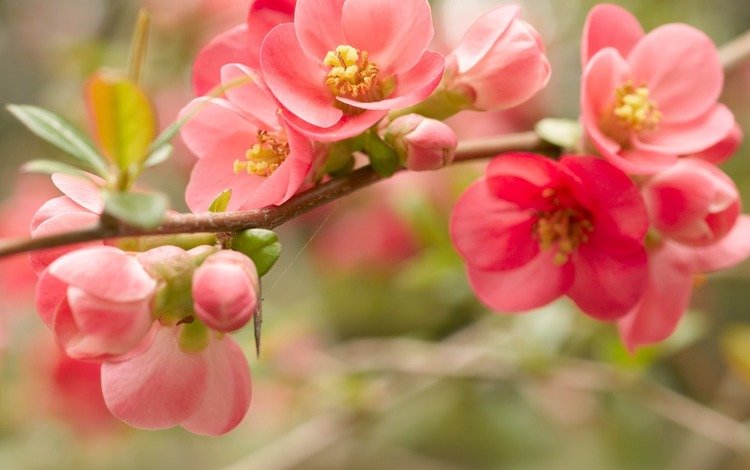 цветы, ветка, цветение, весна, розовые, flowers, branch, flowering, spring, pink
