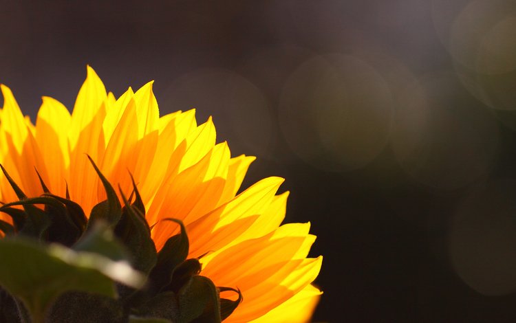 цветок, подсолнух, flower, sunflower