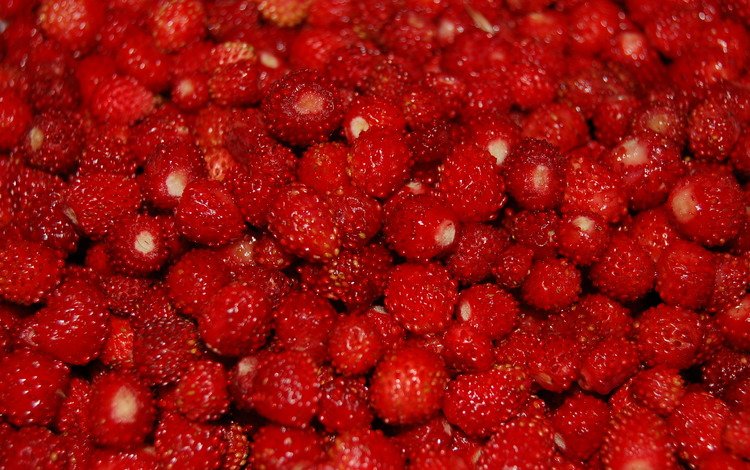 ягоды, много, земляника, berries, a lot, strawberries