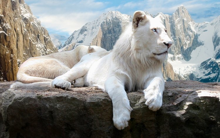 скалы, белый, львы, лев, rocks, white, lions, leo