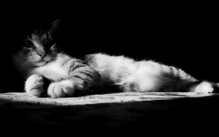 кот, мордочка, кошка, взгляд, чёрно-белое, cat, muzzle, look, black and white