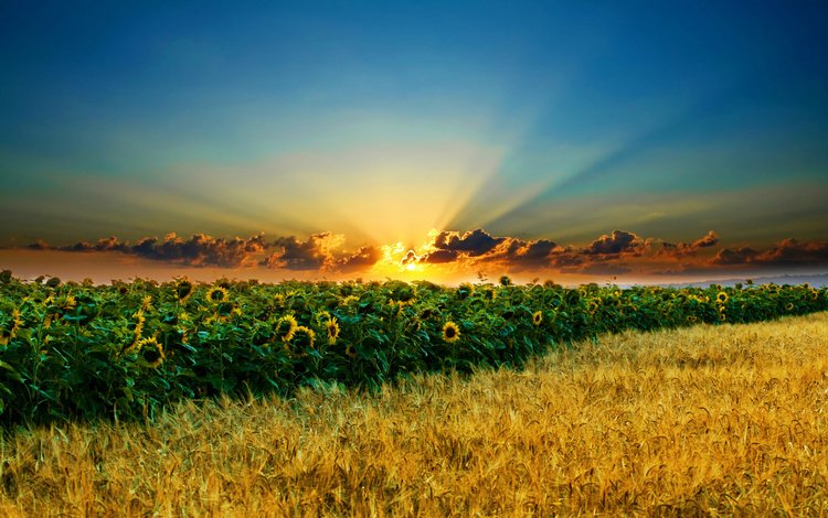 солнце, закат, лучи, поле, подсолнухи, the sun, sunset, rays, field, sunflowers
