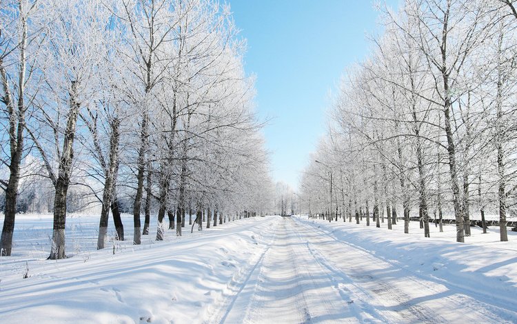 дорога, деревья, снег, лес, зима, даль, road, trees, snow, forest, winter, dal