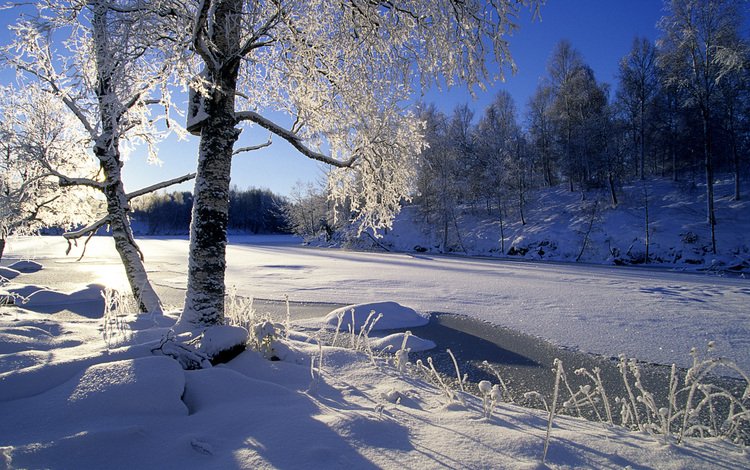 деревья, река, снег, лес, зима, trees, river, snow, forest, winter