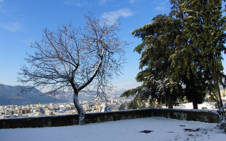 снег, дерево, зима, snow, tree, winter