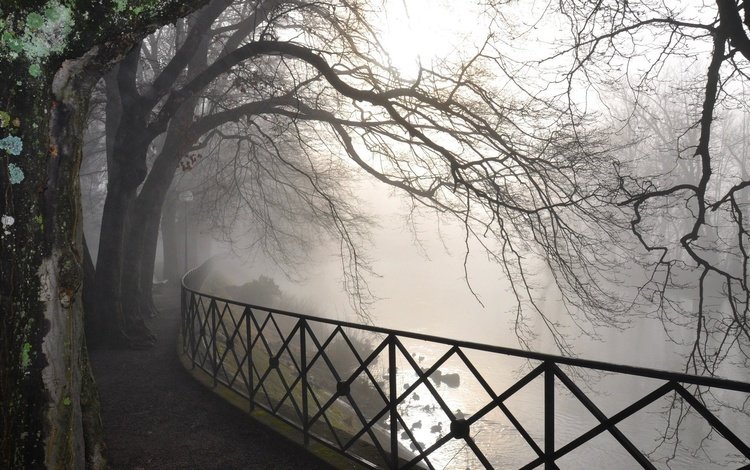 деревья, река, парк, туман, рассвет, забор, trees, river, park, fog, dawn, the fence