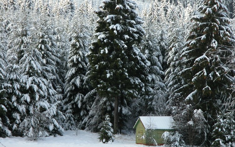 деревья, снег, лес, зима, домик, ели, trees, snow, forest, winter, house, ate