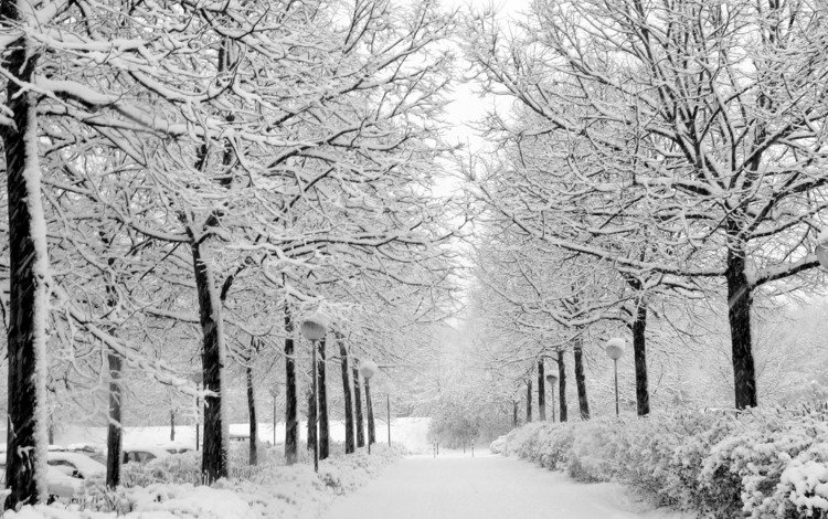 снег, природа, зима, парк, чёрно-белое, аллея, уличный фонарь, snow, nature, winter, park, black and white, alley