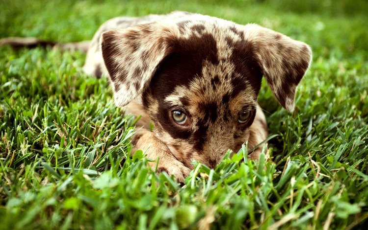 трава, взгляд, собака, щенок, пятнистый, леопардовая собака катахулы, grass, look, dog, puppy, spotted, the catahoula leopard dog