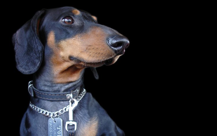 мордочка, взгляд, собака, черный фон, ошейник, такса, muzzle, look, dog, black background, collar, dachshund