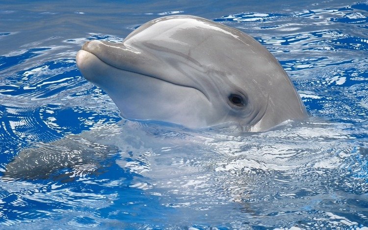 вода, голова, дельфин, плавать, water, head, dolphin