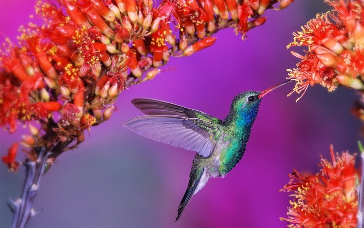 цветок, птица, нектар, колибри, калибри, flower, bird, nectar, hummingbird, kalibri