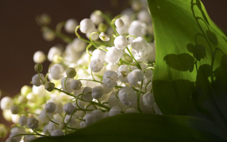 цветы, листья, свежесть, ландыши, весна, flowers, leaves, freshness, lilies of the valley, spring