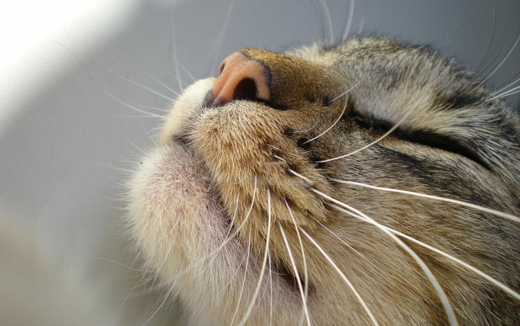 кот, мордочка, усы, кошка, cat, muzzle, mustache
